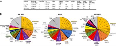 Escherichia coli ST302: Genomic Analysis of Virulence Potential and Antimicrobial Resistance Mediated by Mobile Genetic Elements